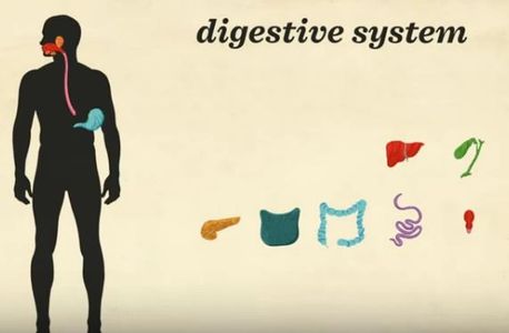 Understanding our Bodies | Food is for Life